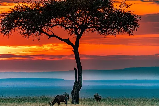 【マサイマラ国立公園】-- アフリカの心