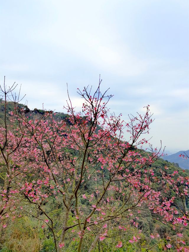 必打卡：雲山登頂絕美景觀扶梯