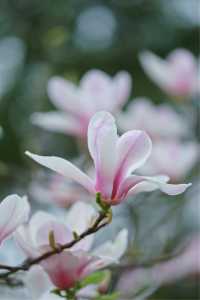 別去朝天宮人擠人了！玄武湖的歐式粉色玉蘭真香