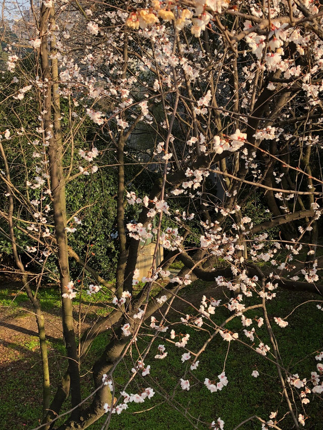 長沙望月湖公園的櫻花近況!