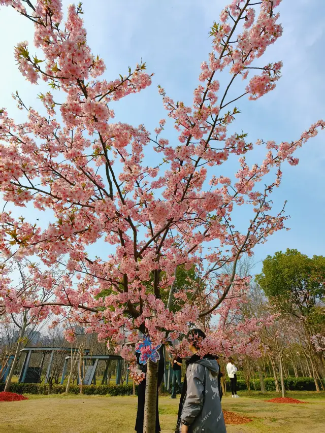 早桜がすでに満開｜急いで桜の約束に参加しましょう