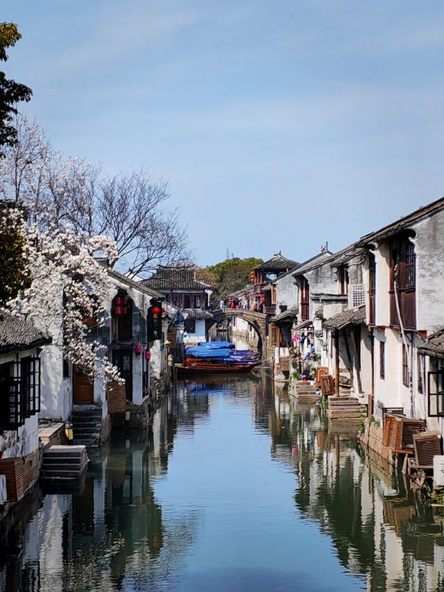 尋覓周莊古鎮的玉蘭花：春風十里的詩意旅程