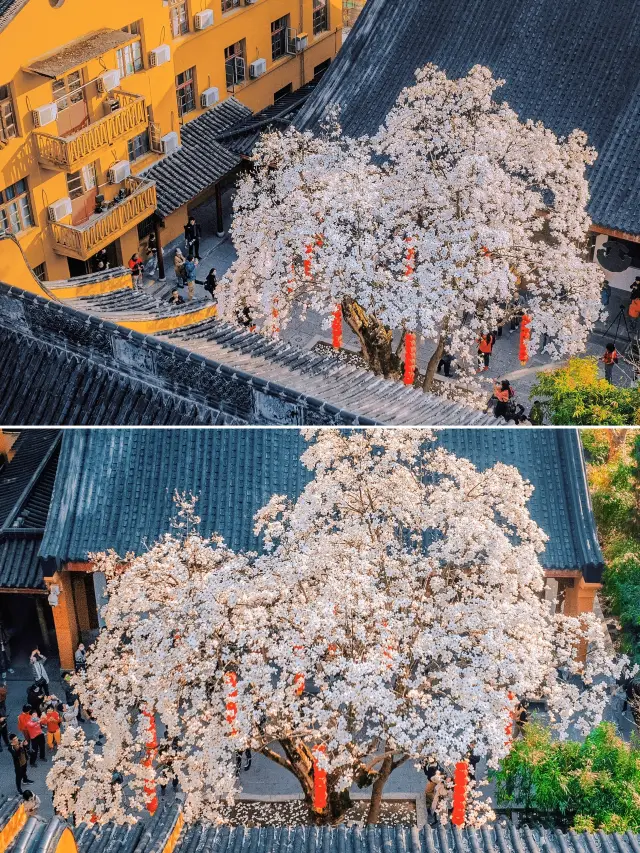 The five-hundred-year-old magnolias at Faxi Temple have bloomed