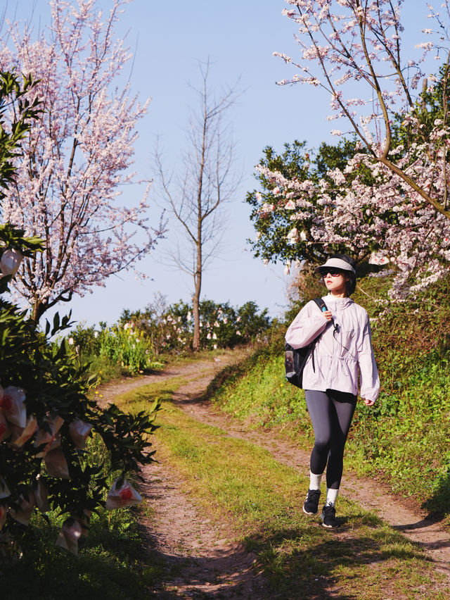 成都近郊｜絕美踏青賞櫻好地方（附玩法）