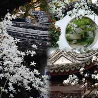 南京|這幾天的瞻園,滿園春色根本關不住