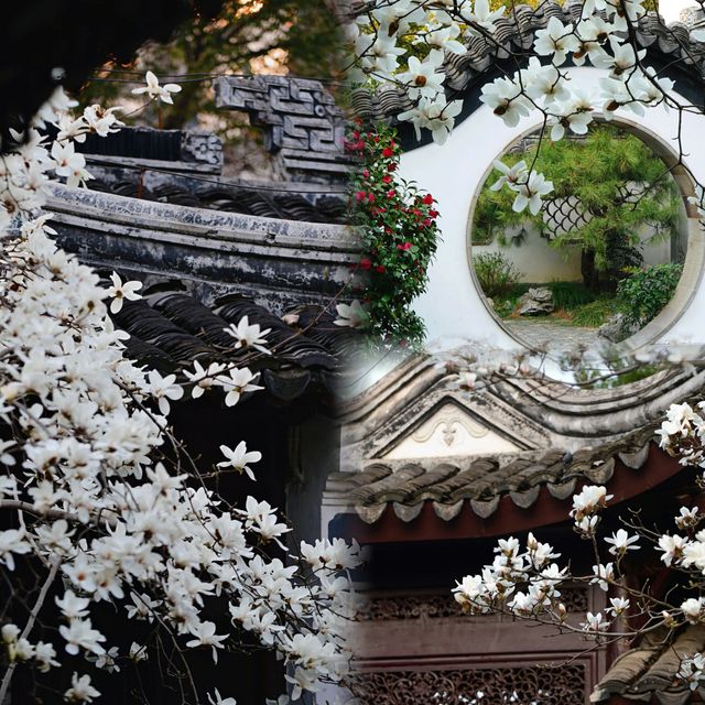 南京|這幾天的瞻園,滿園春色根本關不住 南京|這幾天的瞻園,滿園春色根本關不住