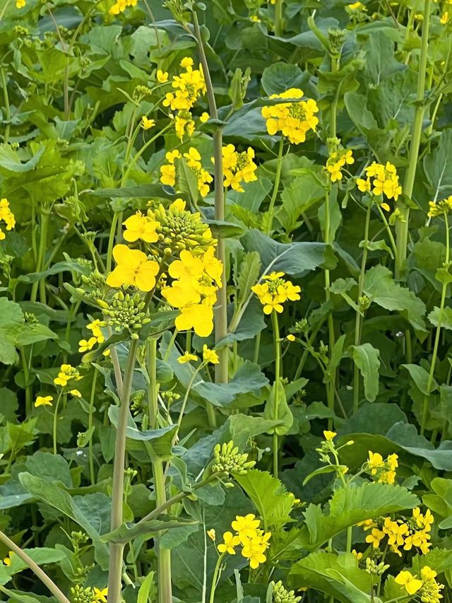 重慶賞花，那就來崇龕吧，萬畝油菜花哦！