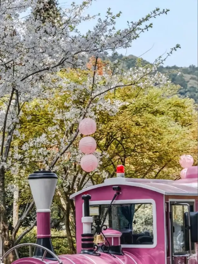 March in Wuxi's Nianhua Bay is the season dedicated to cherry blossoms