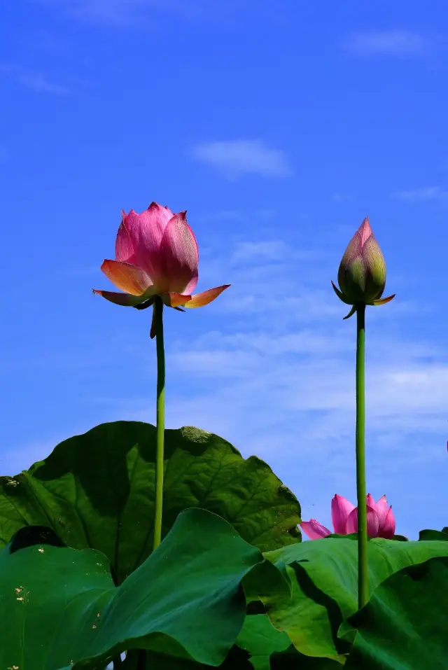 상해에서 무료로 연꽃을 감상할 수 있는 10곳