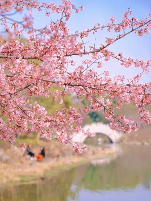 Shanghai Treasure Park is in full bloom with cherry blossoms, tulips, and plum blossoms!