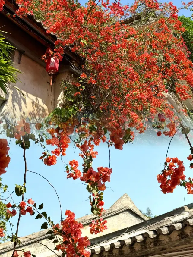 Shenzhen | This year's bougainvillea in Gankeng Ancient Town is overwhelmingly beautiful!