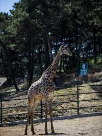 沈陽|森林動物園週末一定要來哦