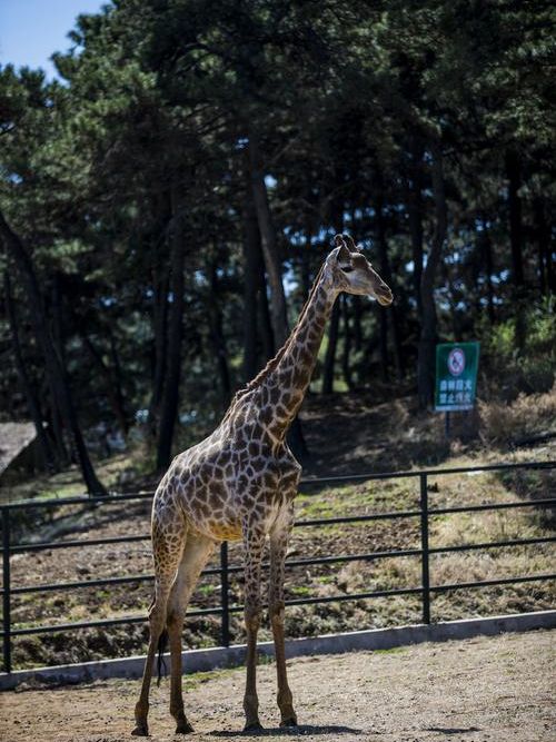 沈陽|森林動物園週末一定要來哦