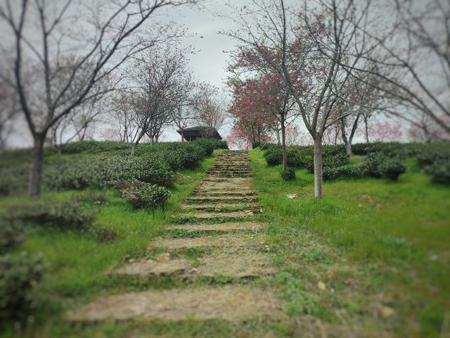 十思園—溧陽花海