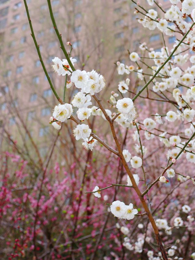 河南賞花 | 衛輝賞花你玩的可真花啊！（附攻略）