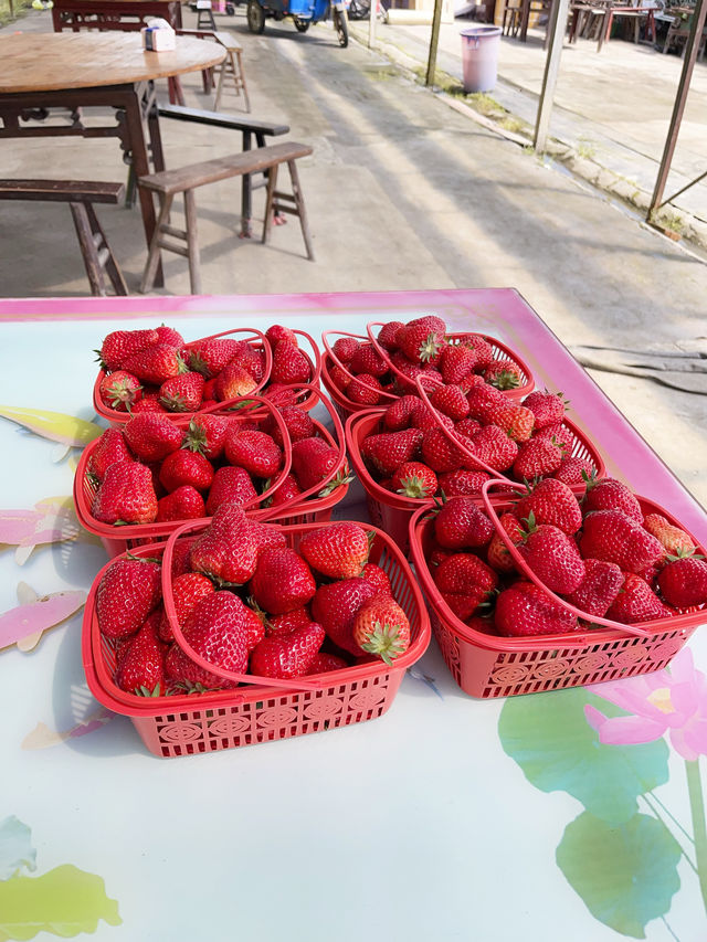 摘不完的草莓