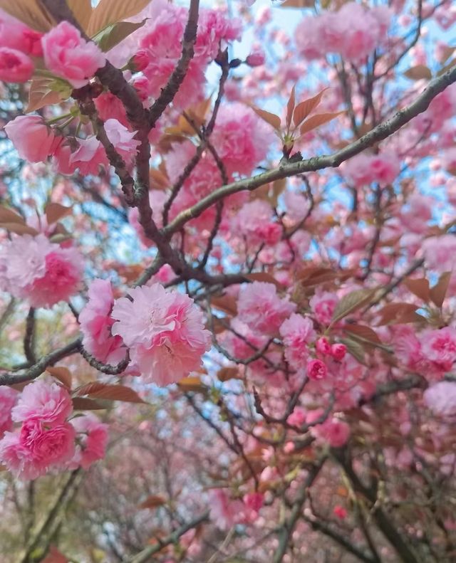 右二村晚櫻園