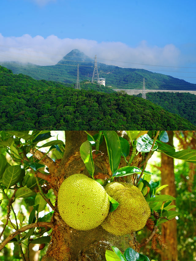 園山景區｜妙覺寺塔林鵝公髻