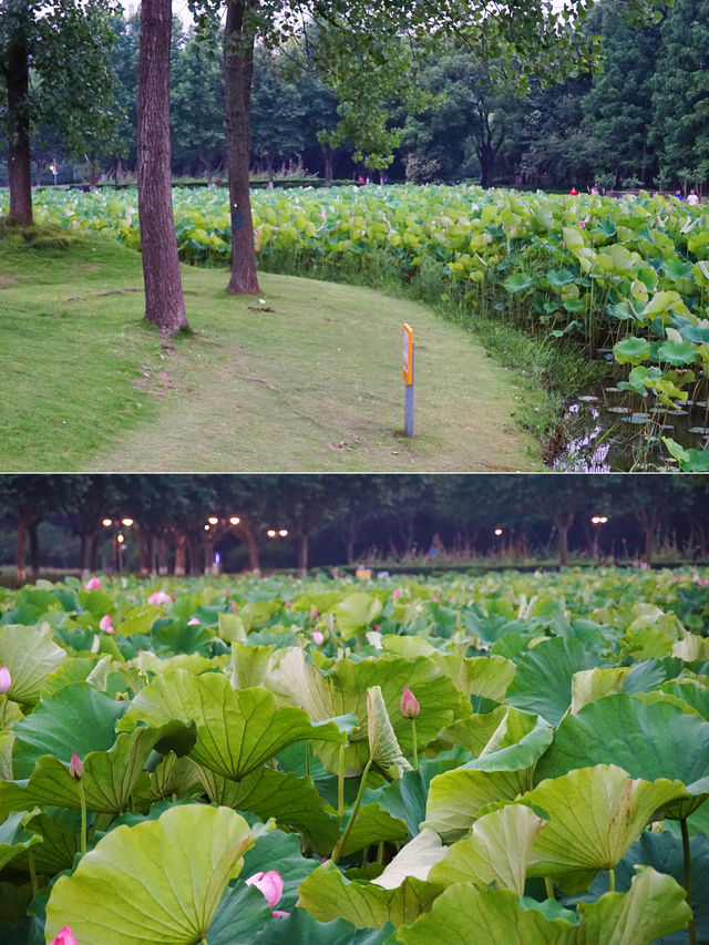 又到一年荷花季｜來世紀公園賞新荷綻放🪷