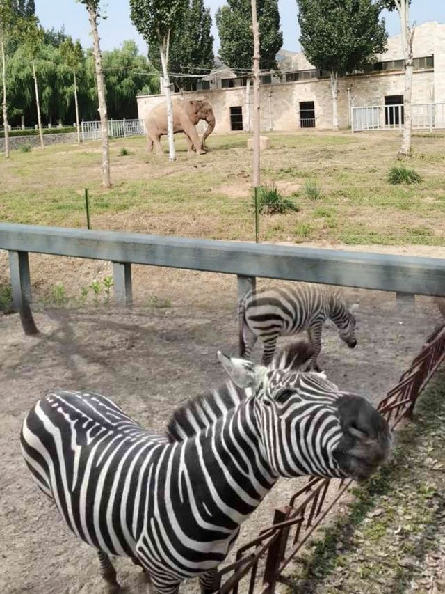 探秘銀川動物園，親子遊必去！