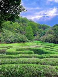 城市公園圖鑑｜去10000萬次都不夠深莞交界處的森林秘境