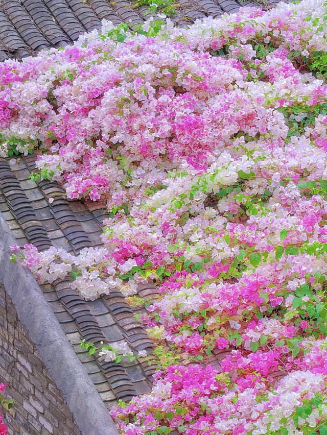 深圳春日賞花攻略！