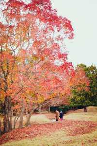 全球追秋|枫叶季的奈良公園