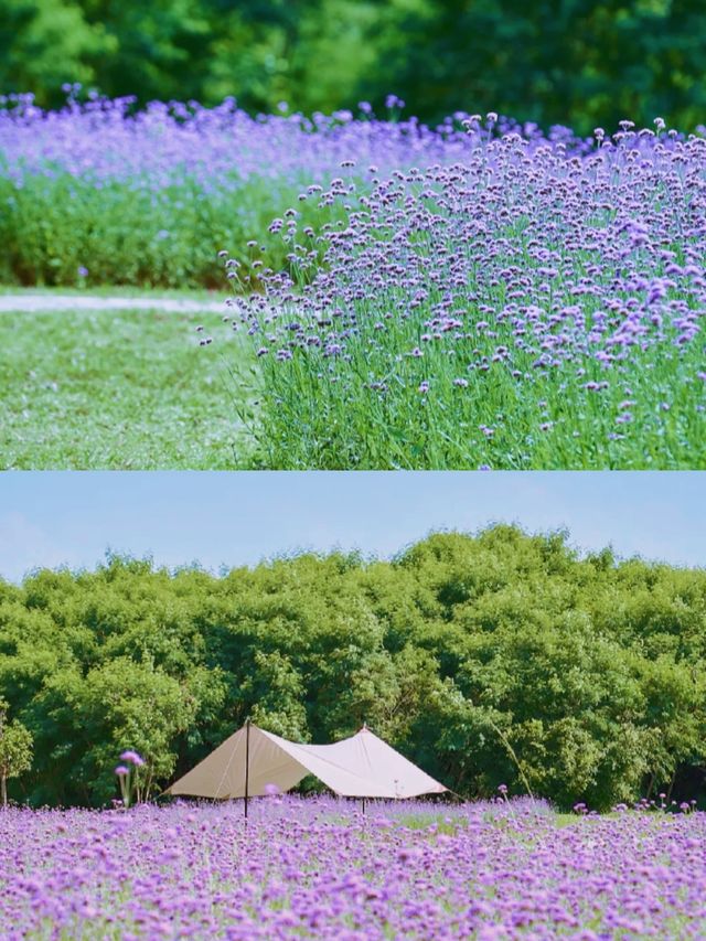 秋日油畫|免費拍照打卡|深圳初秋4大賞花地