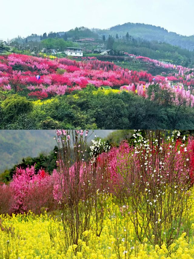 四川樂山周邊已開始山花狼藉