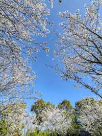 上海野生動物園露營賞櫻花，好惬意