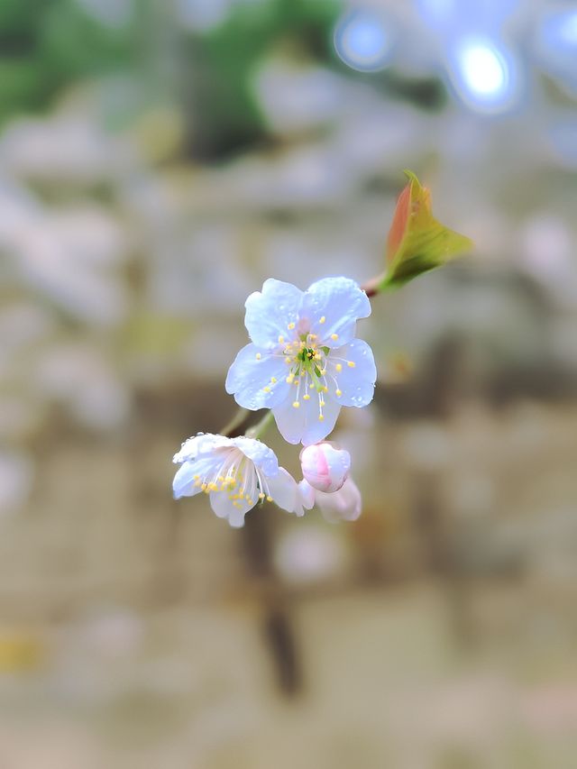 春日的青崗山九水，讓我們一起徒步山間，盡享賞花踏春之樂