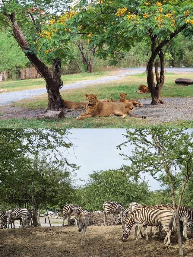 探索自然之美——曼谷野生動物世界的奇妙旅程