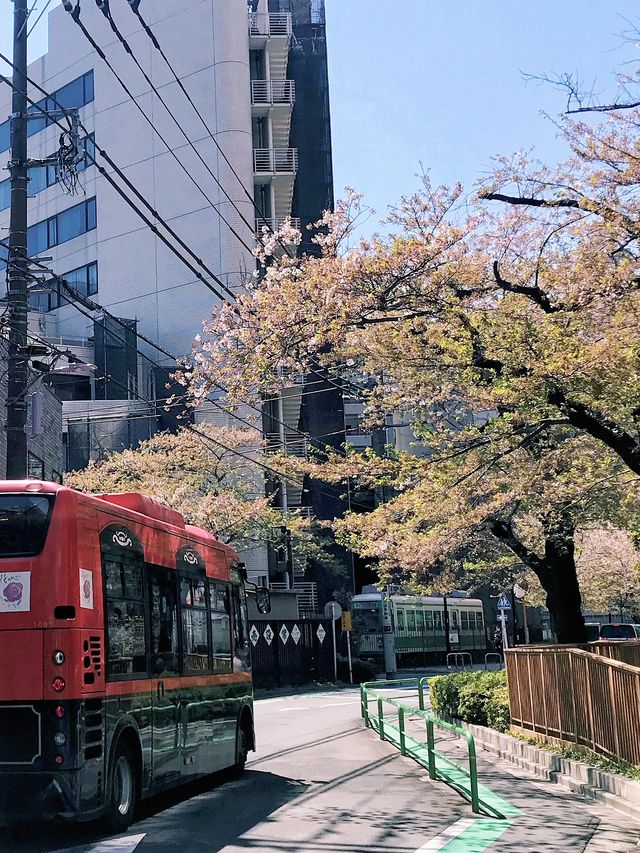 文化森林 | 春日無限浪漫ノ櫻花上野