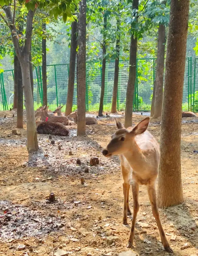 Maoshan Forest World is a place where you can enjoy flowers and dig for bamboo shoots