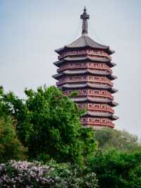 Expo Garden | Peonies in full bloom, no less splendid than those in Luoyang.