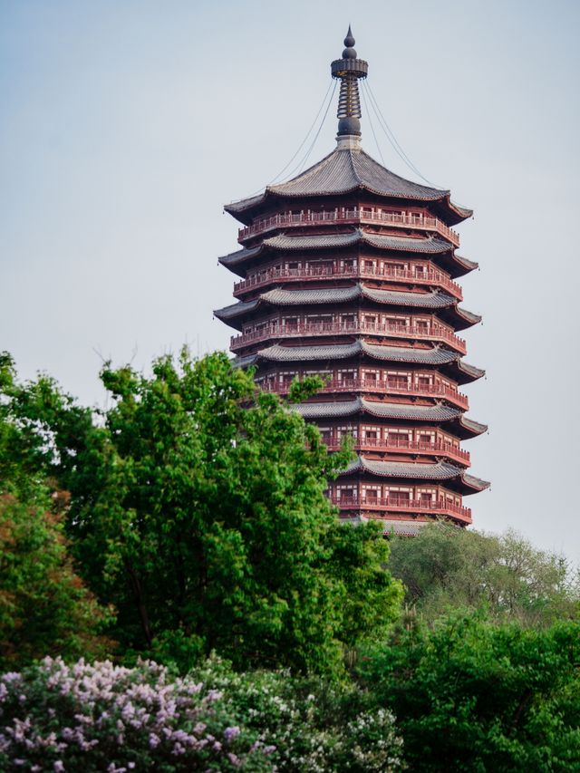 Expo Garden | Peonies in full bloom, no less splendid than those in Luoyang.