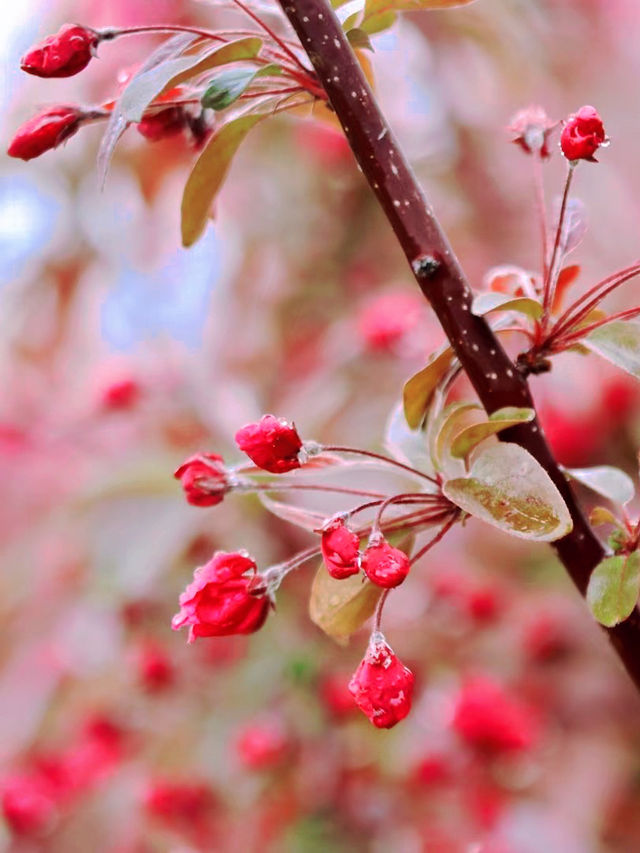青島大珠山賞花攻略，讓你輕鬆拍出春日大片