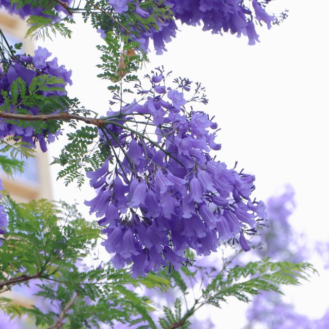 與昆明藍花楹邂逅浪漫