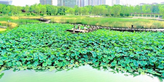 阜陽市潁東區岳家湖公園～荷花綻放