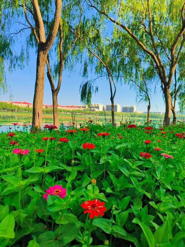 寧夏吳忠還有這麼美的公園