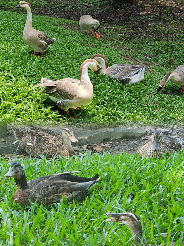 有氧的公園 真的太適合放鬆啦～
