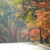 Beautiful Autumn scenery in Shenyang 