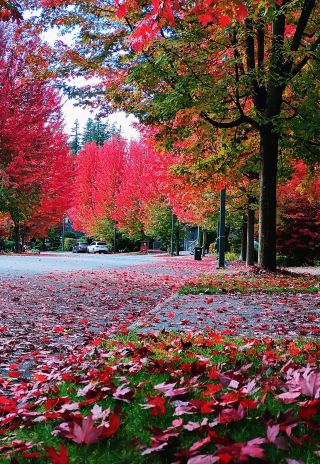 The best place to see maple leaves in Vancouver (1).