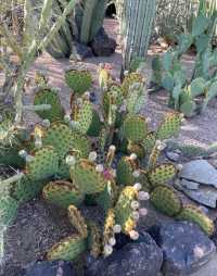 鳳凰城的綠色奇蹟：探秘沙漠植物園。