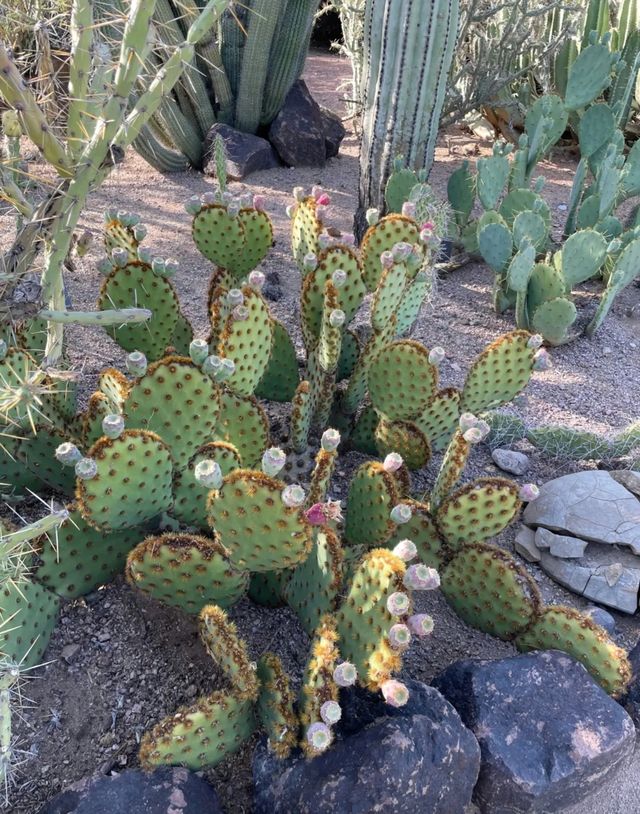 鳳凰城的綠色奇蹟：探秘沙漠植物園。