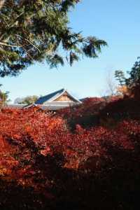 Kyoto To-ji Temple 