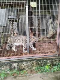 Visiting Nagoya's Higashiyama Zoo and Botanical Gardens: A Cautionary Tale