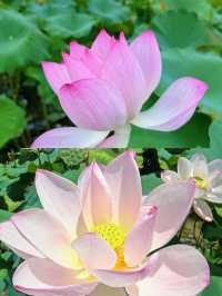 邂逅撫州廣昌蓮花盛宴。