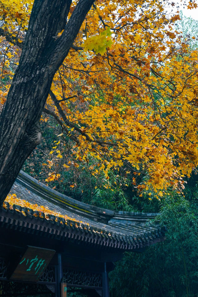 紫竹院公園你到底還有多少寶藏景色！被驚艷！。