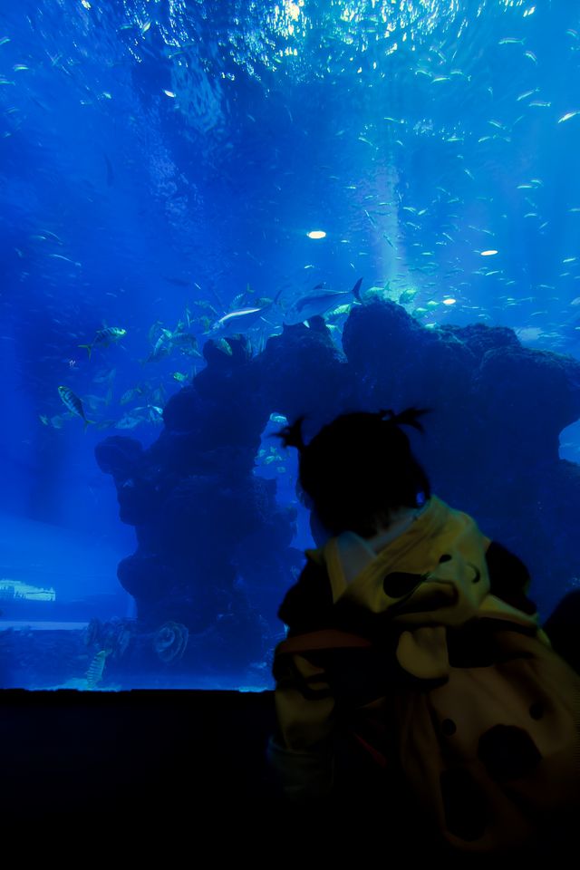成都浩海立方,帶小朋友探索奇妙海洋世界。 成都浩海立方,帶小朋友探索奇妙海洋世界。